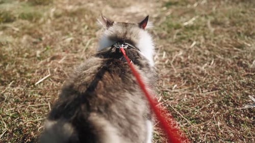 A walk of a beautiful fluffy cat on a leash along a green meadow in the forest. Slow motion. POV.