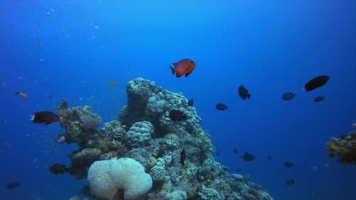 Tropische Szene des Unterwasser-