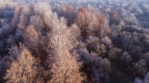 Frozen Autumn Forest From Above