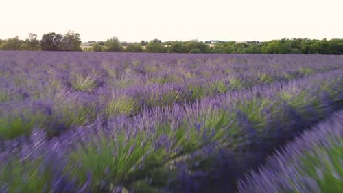 Lavender Agriculture Cultivation Field