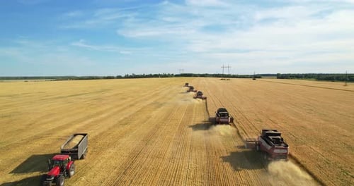 Harvesters Harvesting Grain Across Large Field