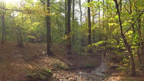 Forest and river