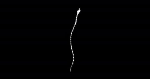 Spinal Cord Hologram