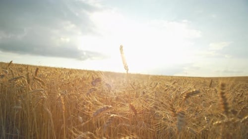 Wheat Field Landscape at Sunset