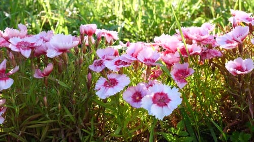 Pink and White Dianthus Flowers Blooming in Garden