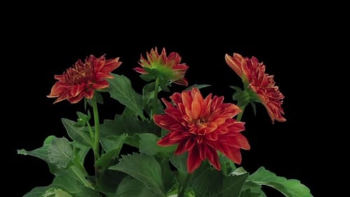 Dahlia Flowers Wilting Close Up Time Lapse