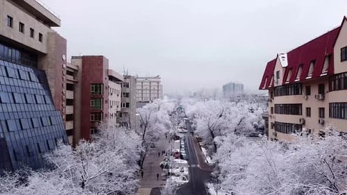 Schneeweiße Bäume zwischen den Steinhäusern der Stadt