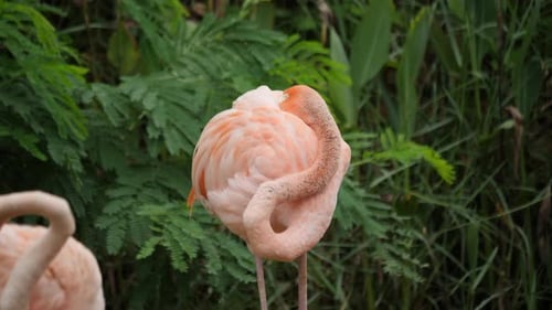 Bando de belos flamingos em ambiente natural