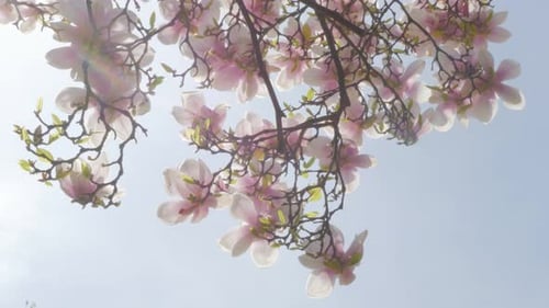 Beautiful Magnolia soulangeana pink flowering branches against blue sky 4K 3840X2160 UltraHD foota