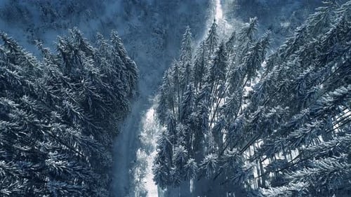 Winter Season Spruce and Pine Trees Covered with Snow. Aerial Top Down Flyover Shot of Winter Forest