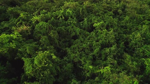 Early autumn in forest aerial top view. Mixed forest, trees with yellow leaves.