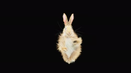 Animated Fluffy Rabbit Waving for Greetings