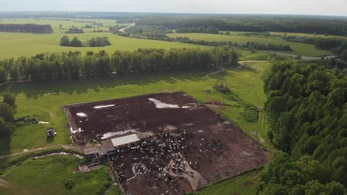 Cattle Breeding on a Large Green Field Near the Forest