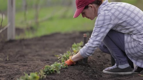 Woman Planting Plants in Garden on a Sunny Day