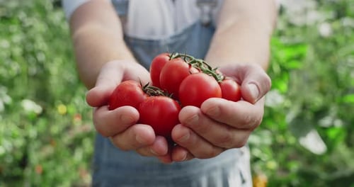 Close Up View of Caucasian Farmer Giving Fistful of Cherry Tomatoes While Standing in Greenhouse