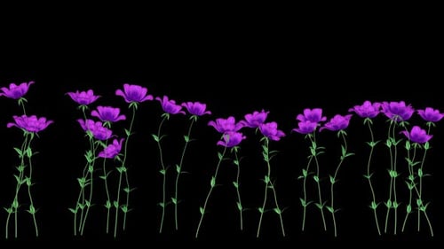 Purple Flowers