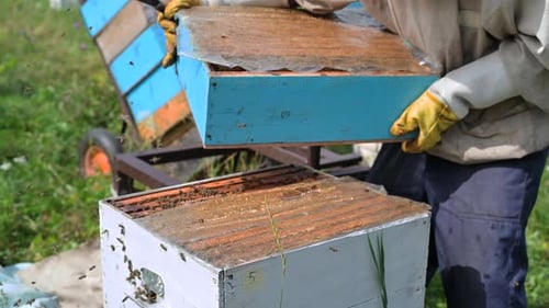 Beekeeper Opens the Beehouse's Cover To Take Honey Out of It