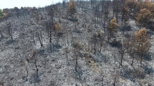 Dried Trees that Turned to Ash the Day After the Forest Fire