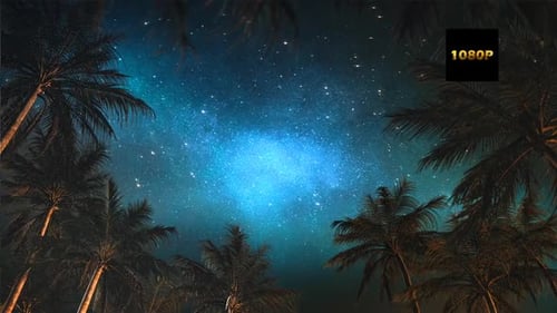 Palmier Dans Le Ciel Étoilé Un Full Hd