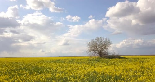Luftaufnahme eines Rapsfeldes in niedriger Höhe mit Annäherung an einen Baum im Frühjahr, 4 K