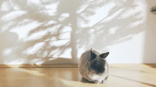 Arbre de Noël, ombre sur le mur et lapin