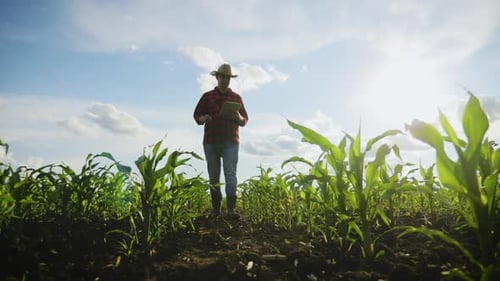Farmer Walking With Tablet in Cornfield