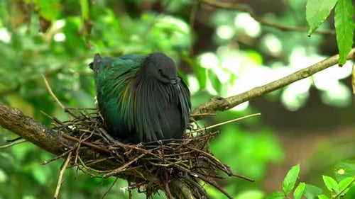 Pássaros selvagens em um santuário de reserva natural 08