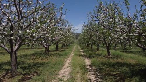 Apple Orchard