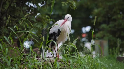 Schöner Schwarzweißstorch im Park