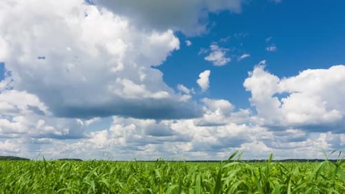 Wunderschöner Zeitraffer, Himmel und grünes frisches Gras. Qualitatives Filmmaterial, kein Flackern, keine Vögel.
