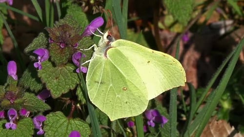 Zitronenfalter, Gonepteryx Rhamni, Erwachsene auf der Suche nach einer Blume, Bestäubungsgesetz, Normandie, Echtzeit
