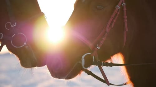 Two Brown Horses Touching Noses at Sunrise
