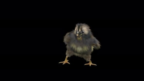 Fluffy Chick Dancing Funny Animation
