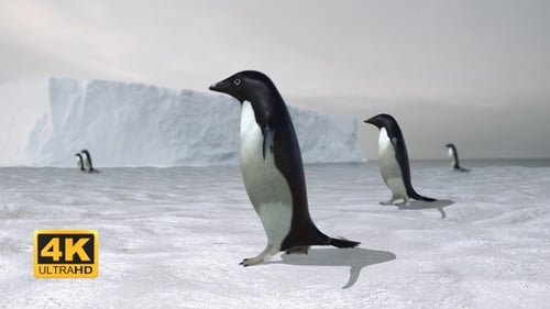 Animated Adelie Penguin Walk Cycle and Swim with Alpha Channel