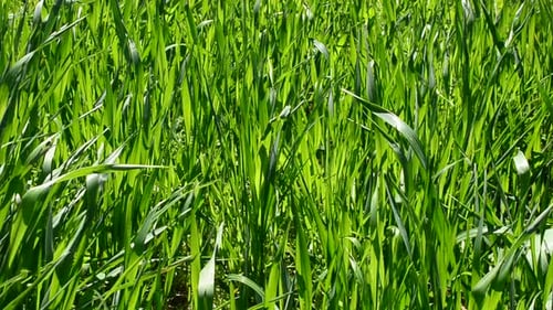Green Grass Blowing in a Gentle Breeze