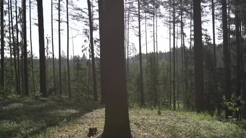 Zeitlupenaufnahmen von grünen Kiefernwäldern