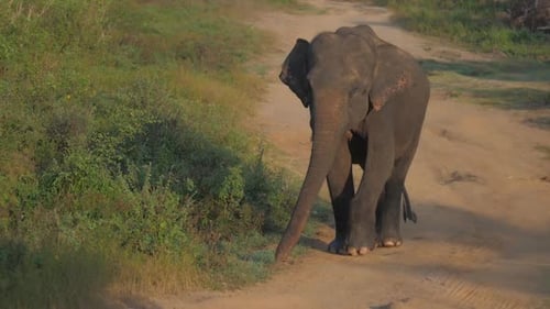 Paseos en elefante por Brown Ground Road en el Parque