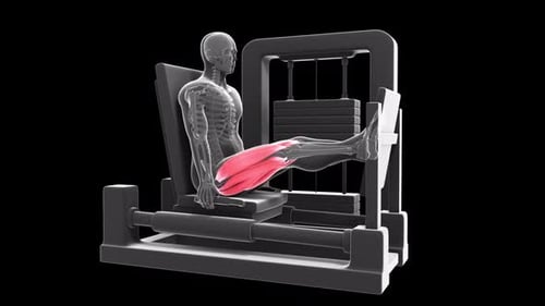 Human Skeleton Animated Leg Press Exercise with Muscle Highlight