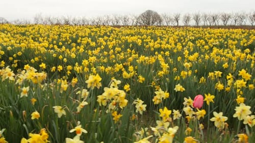 Field of daffodil flowers