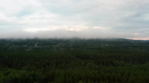 Fog Covering the Tips of the Pine Trees in a Norwegian Forest