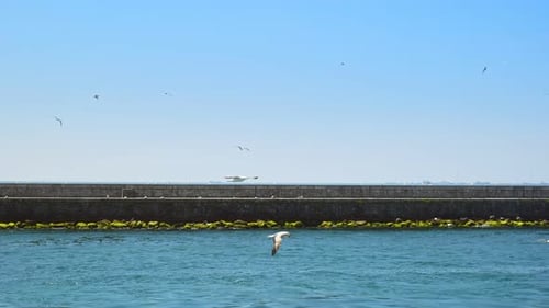 Seagull (2K)