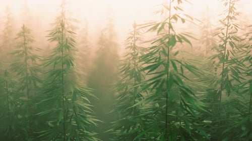 Plantation of Cannabis in Deep Fog