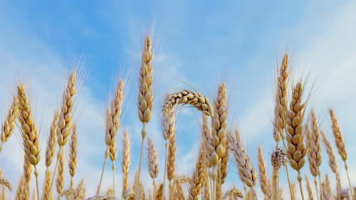 Animation of ripe ears of grain. Ears of wheat are gently moving in the wind.