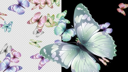 Butterflys Loop