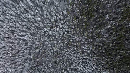 Luftflug über Berg Winter Pinienwald
