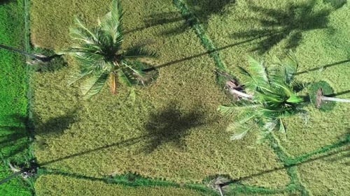 Flying Over Coconut Trees Among Rice Field