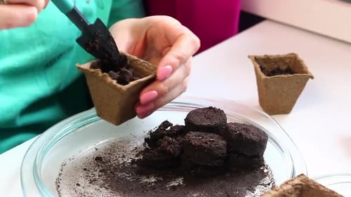 Growing Seedlings At Home