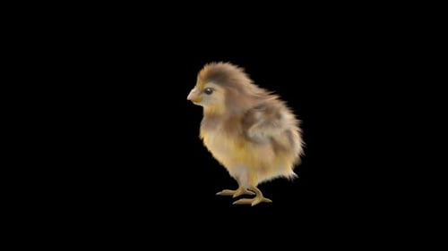 Animated Baby Chick Standing and Looking Around