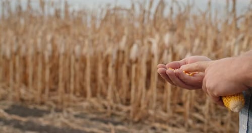 Farmer's Hands Carefully Examines the Cob of Corn on the Field