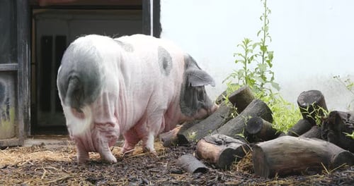 Pig in farm